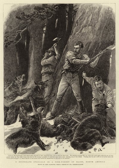 Ein verzweifelter Kampf in einem Kiefernwald von Maine, Nordamerika von John Charlton